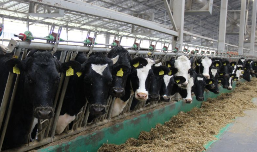 The sector of industrial milk production has lost more than 50 thousand cows — Anna Lavreniuk