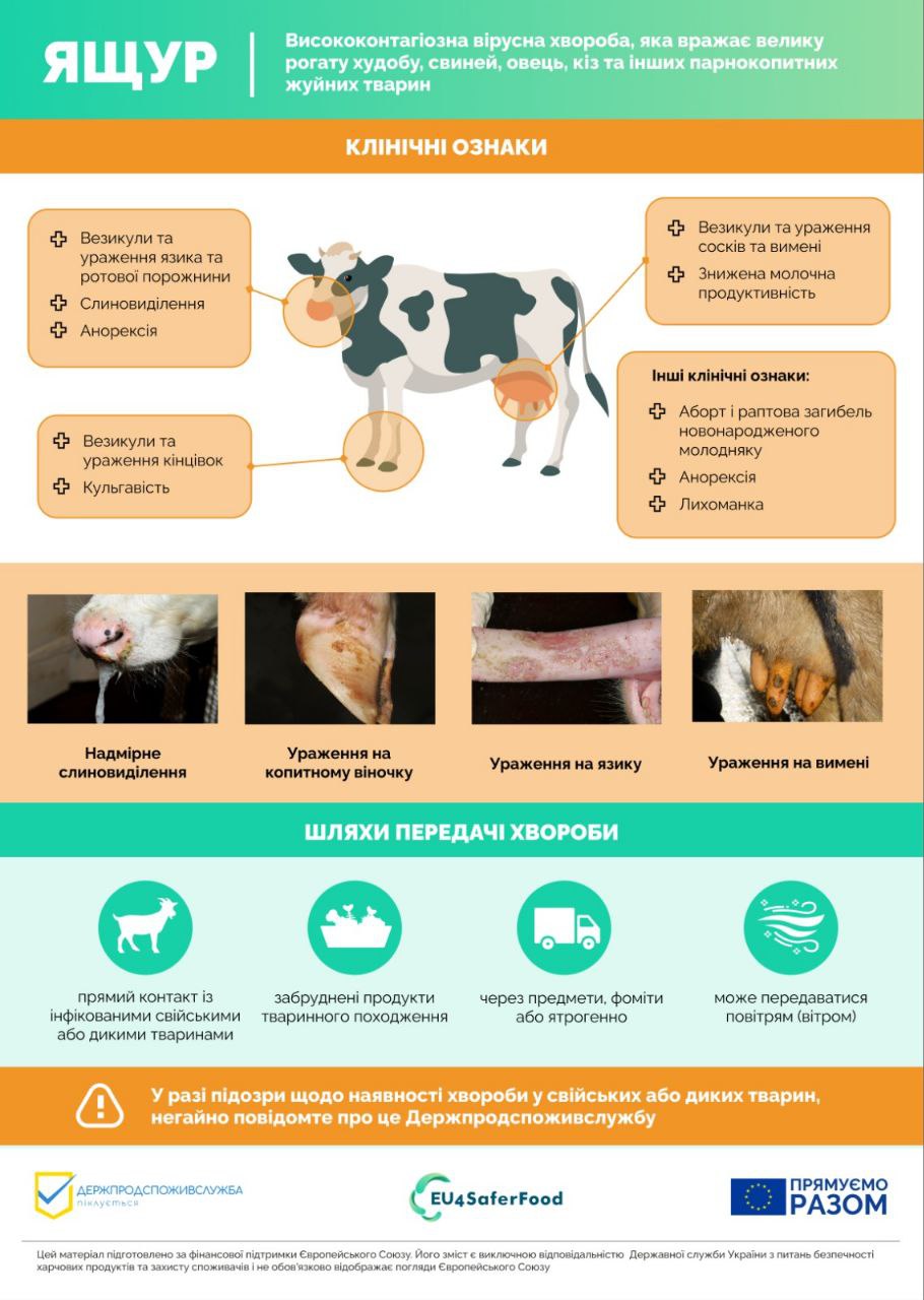 Ящур: Держпродспоживслужба закликає посилити заходи профілактики