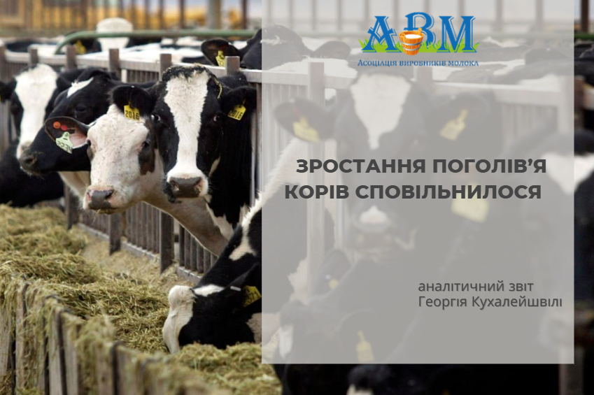 Зростання поголів’я корів сповільнилося в листопаді