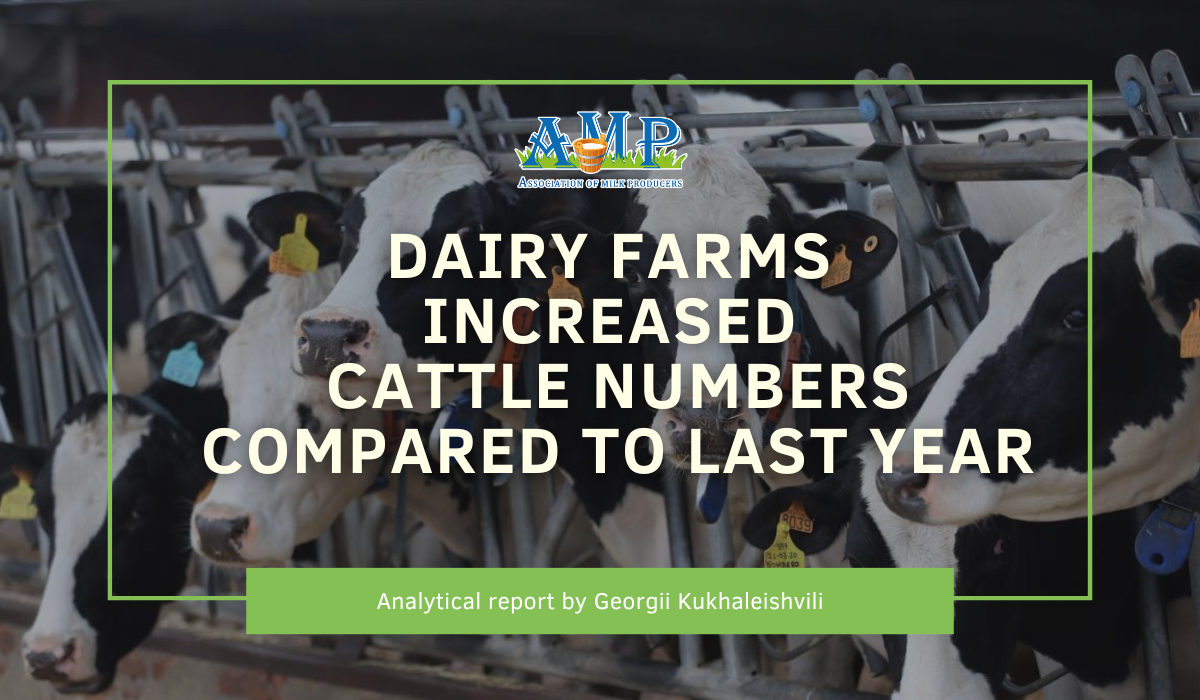 Dairy Farms Increased Cattle Numbers Compared to Last Year